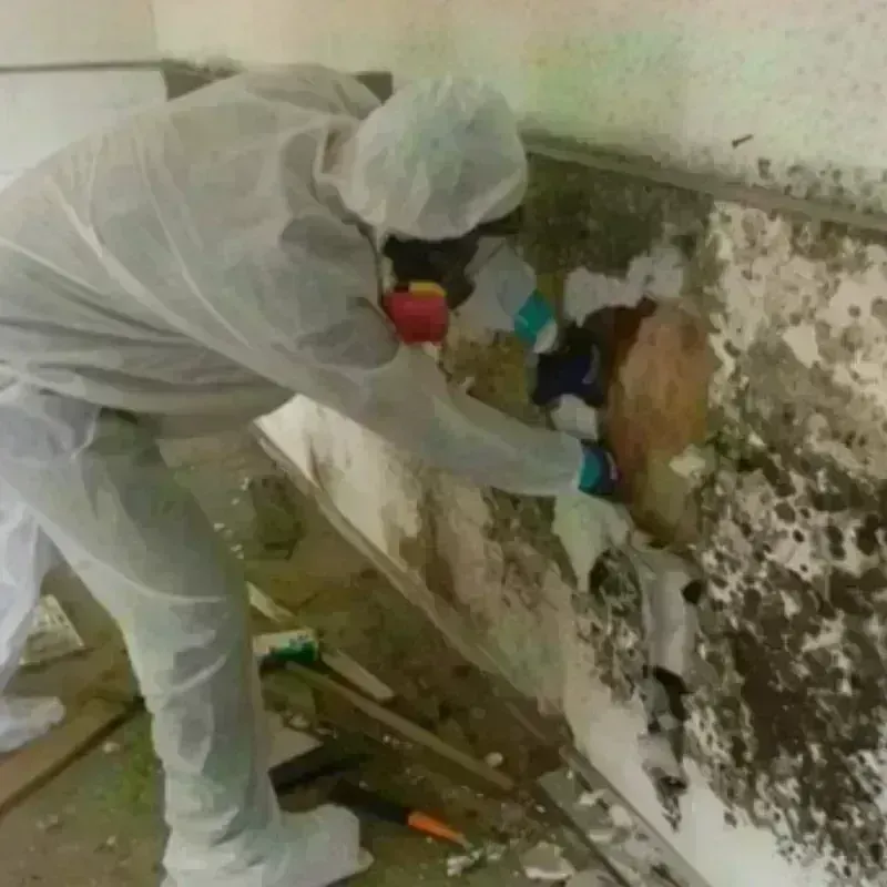 Mold Remediation and Removal in Keenesburg, CO